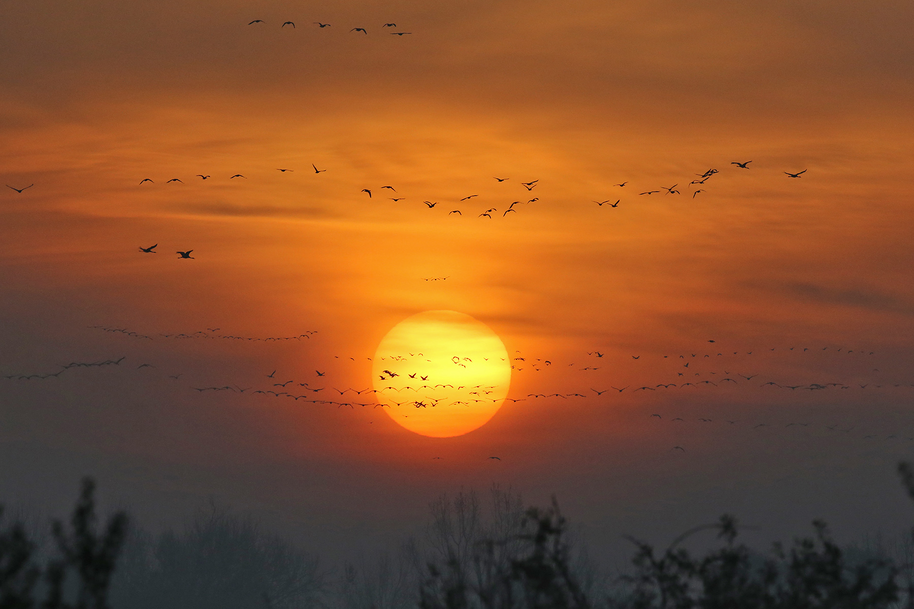Common Cranes at sunrise in Hungary (image by János Oláh)