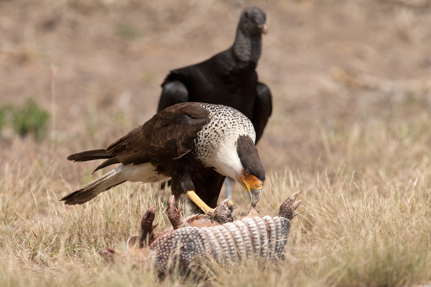 Texas Birding Tours - Texas Birdwatching Tours - Birdquest