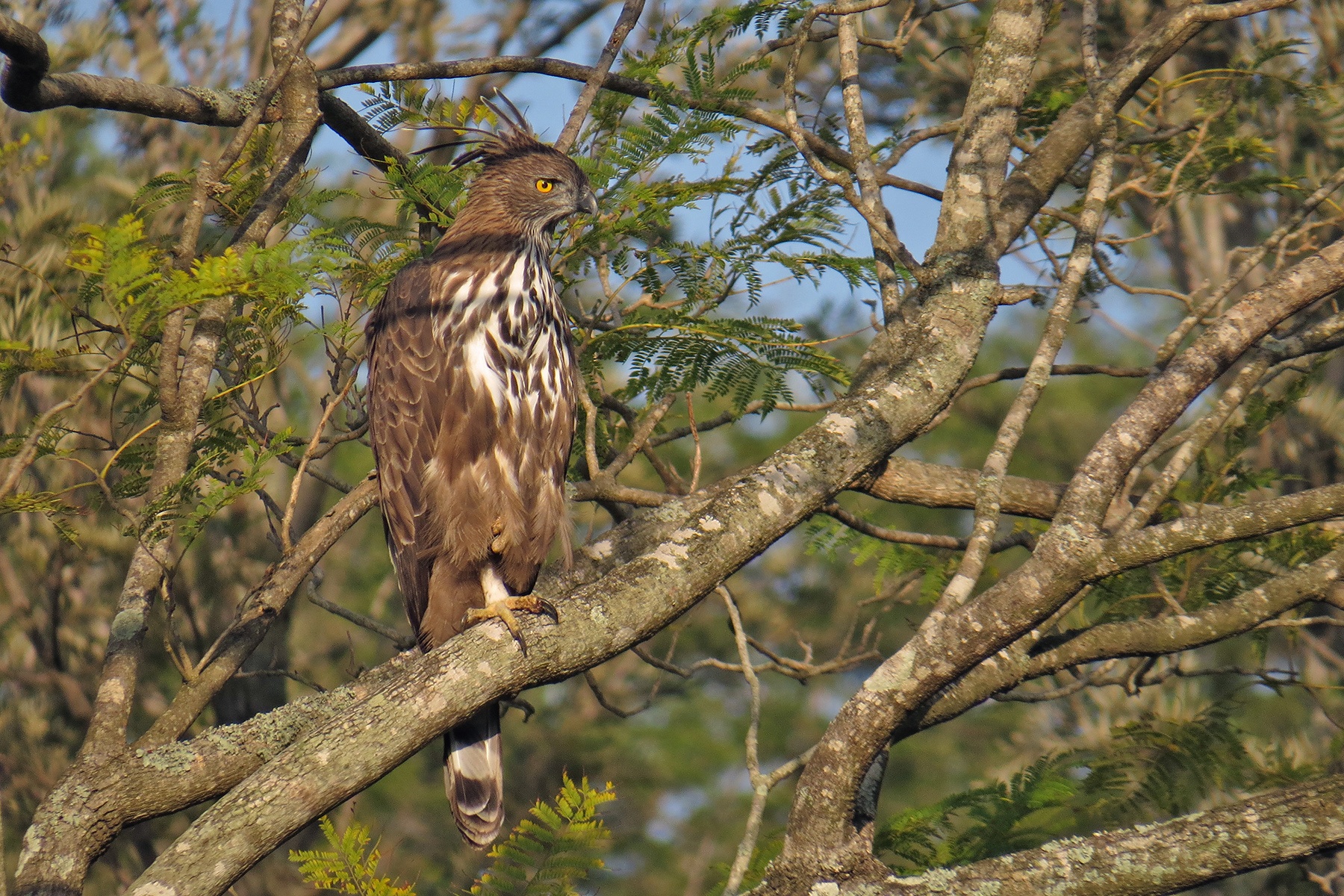 South India Birding Tours - Andamans - Birdwatching - Birdquest