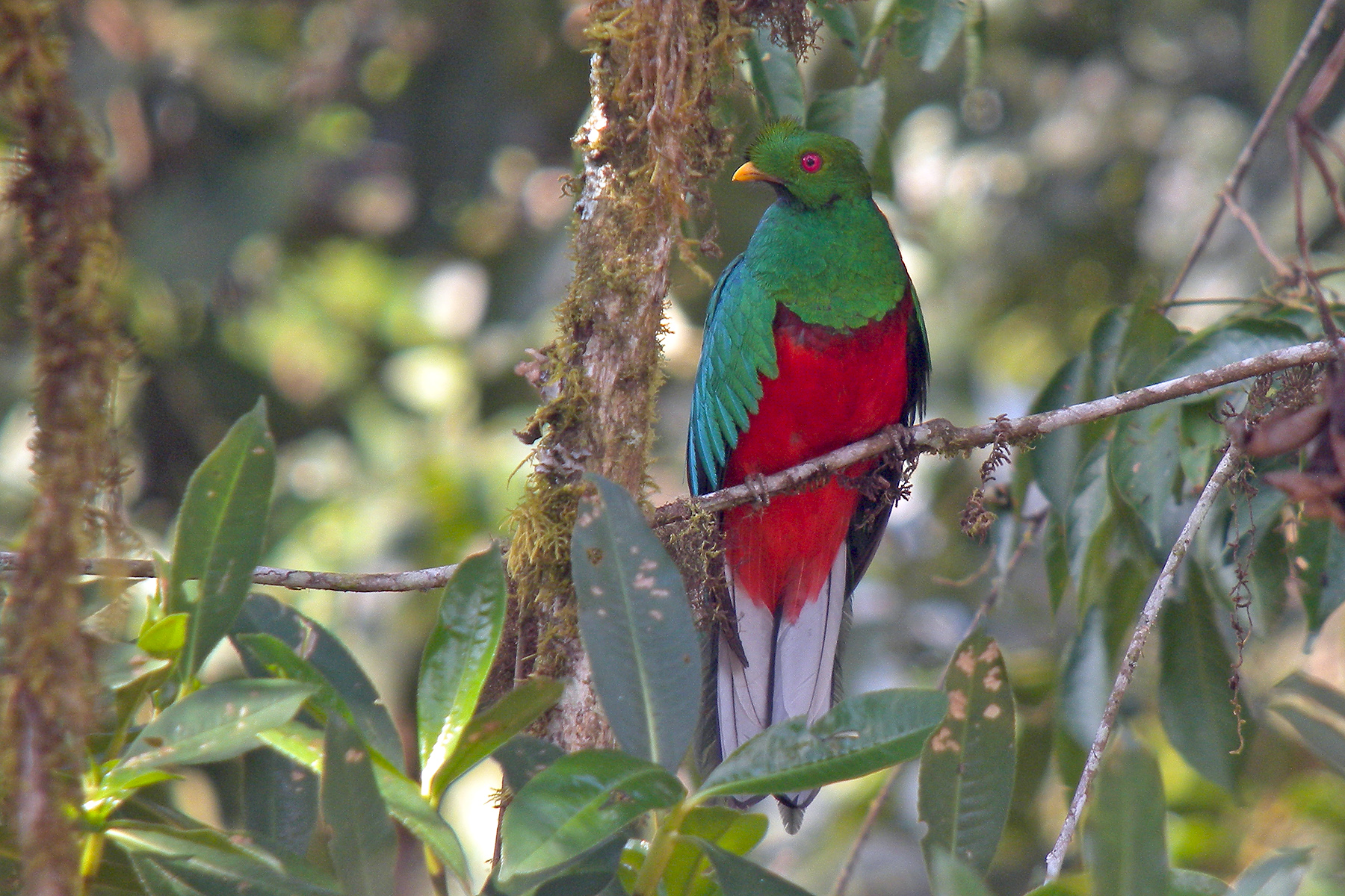 Bolivia Birding Tours - Bolivia Birdwatching Tours - Birdquest