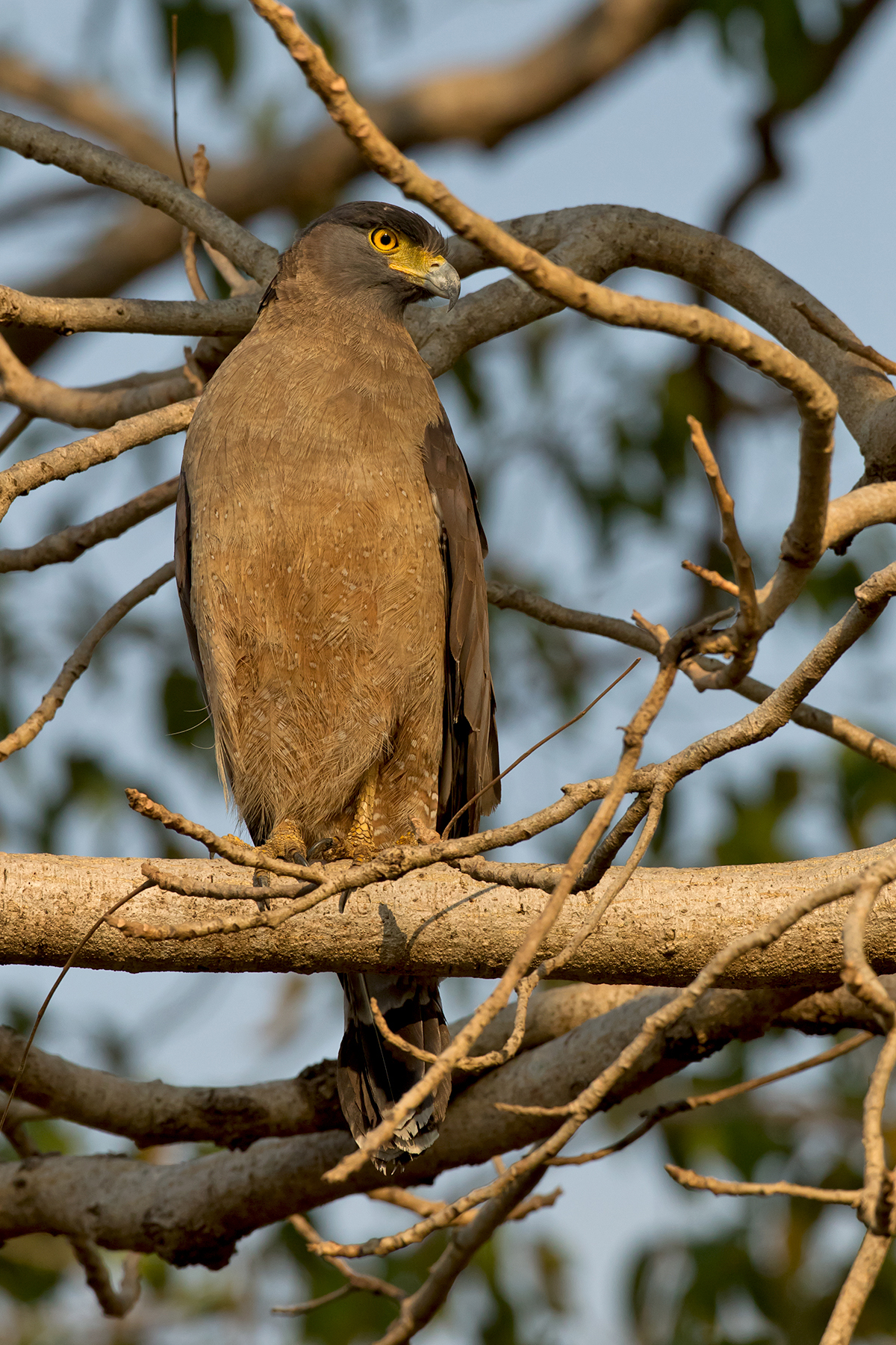 India Birding Tours - Birdwatching Holidays - Tigers - Birdquest