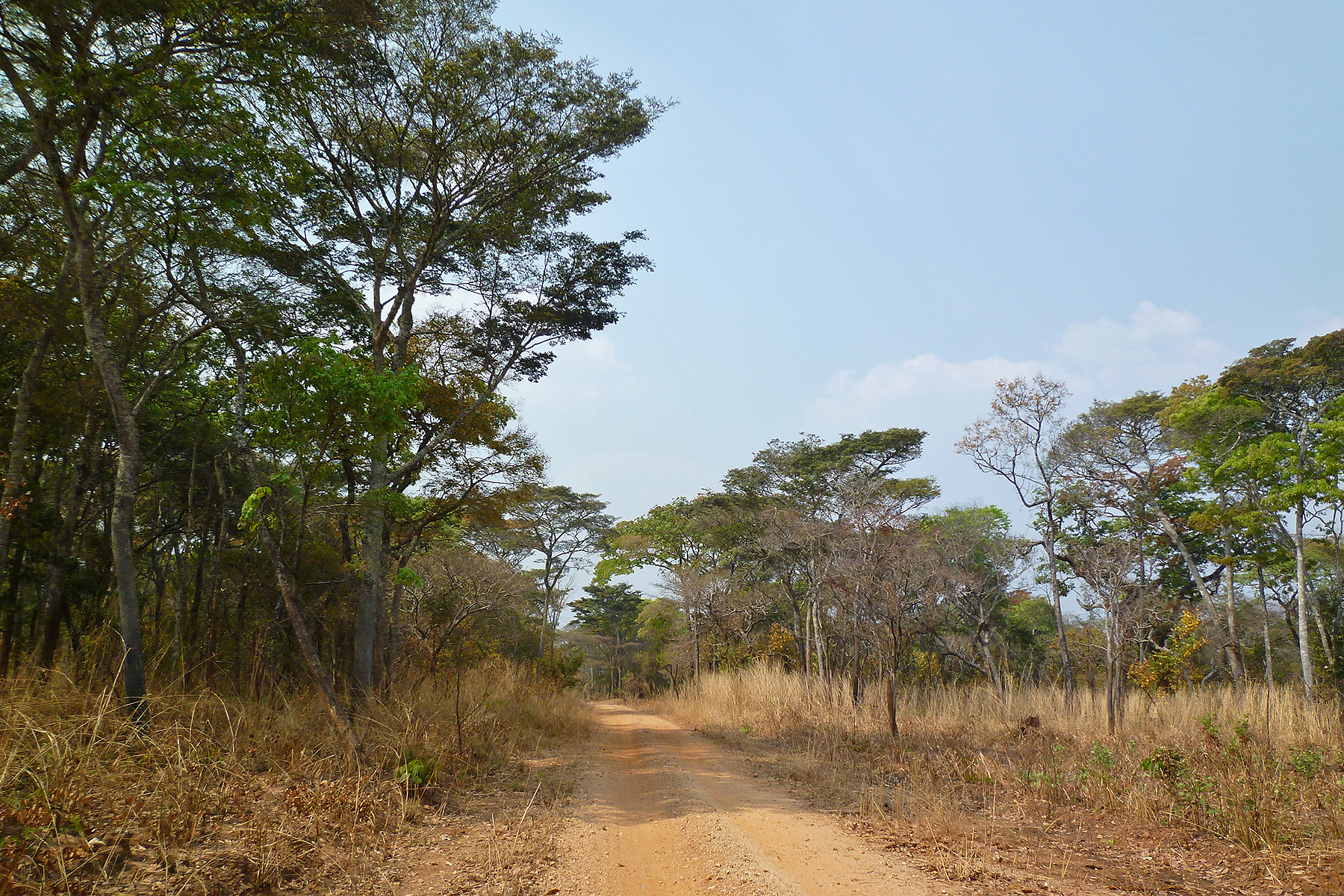 Zambia Birding Tours - Zambia Bird-watching - Birdquest