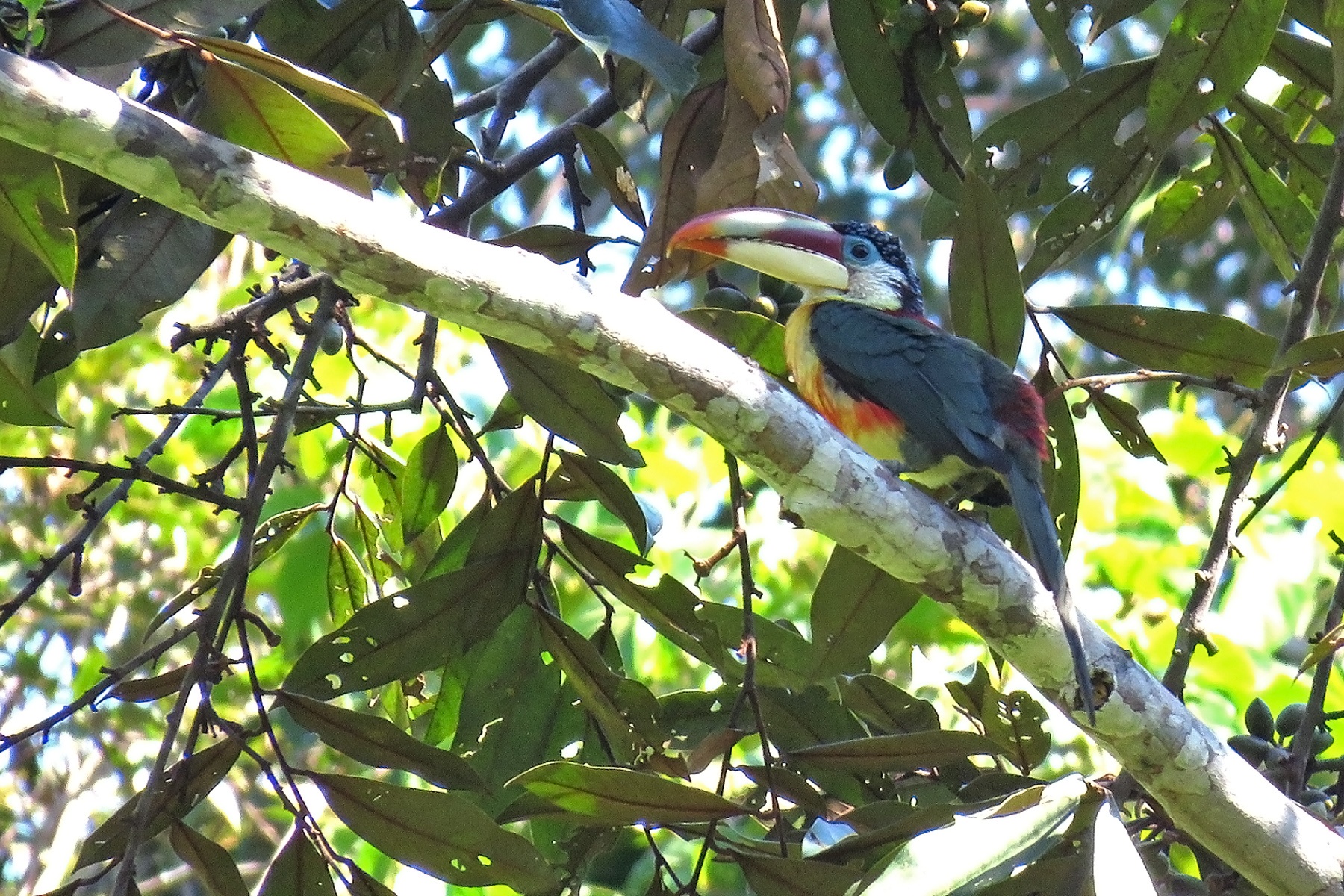 Brazils Southern Amazonia Birding Tours Birds Birdquest 