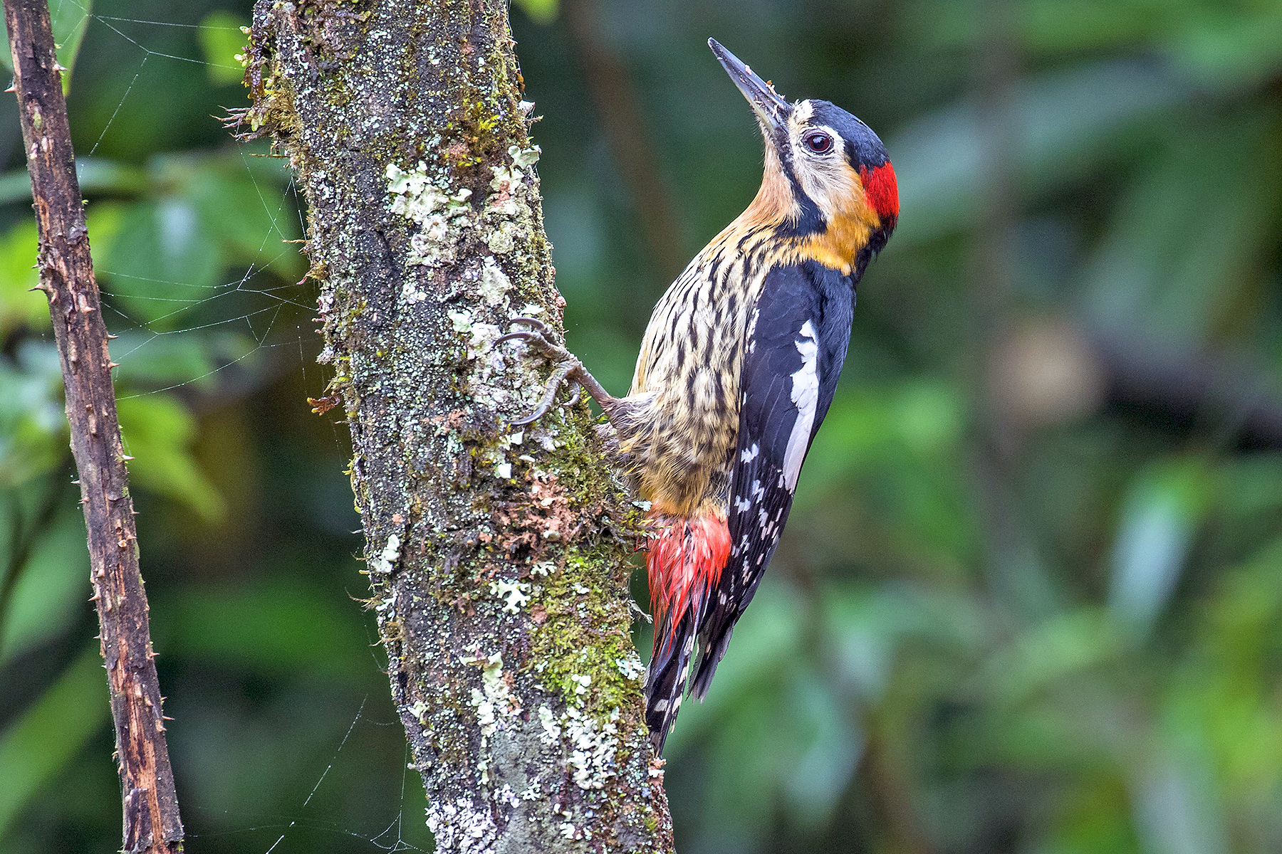 China Birding Tours - China Birdwatching Tours - Birdquest