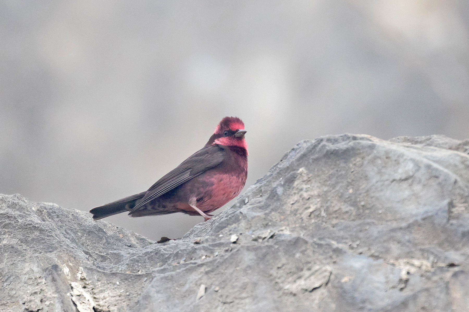 China Birding Tours - China Birdwatching Tours - Birdquest