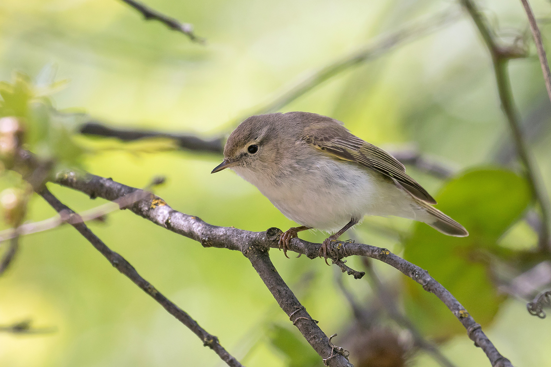 Turkey Birding Tours - Georgia - Cyprus - Birdwatching - Birdquest