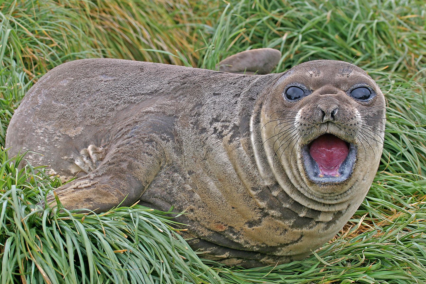 New Zealand Subantarctic Birding Tours - Macquarie - Birdquest