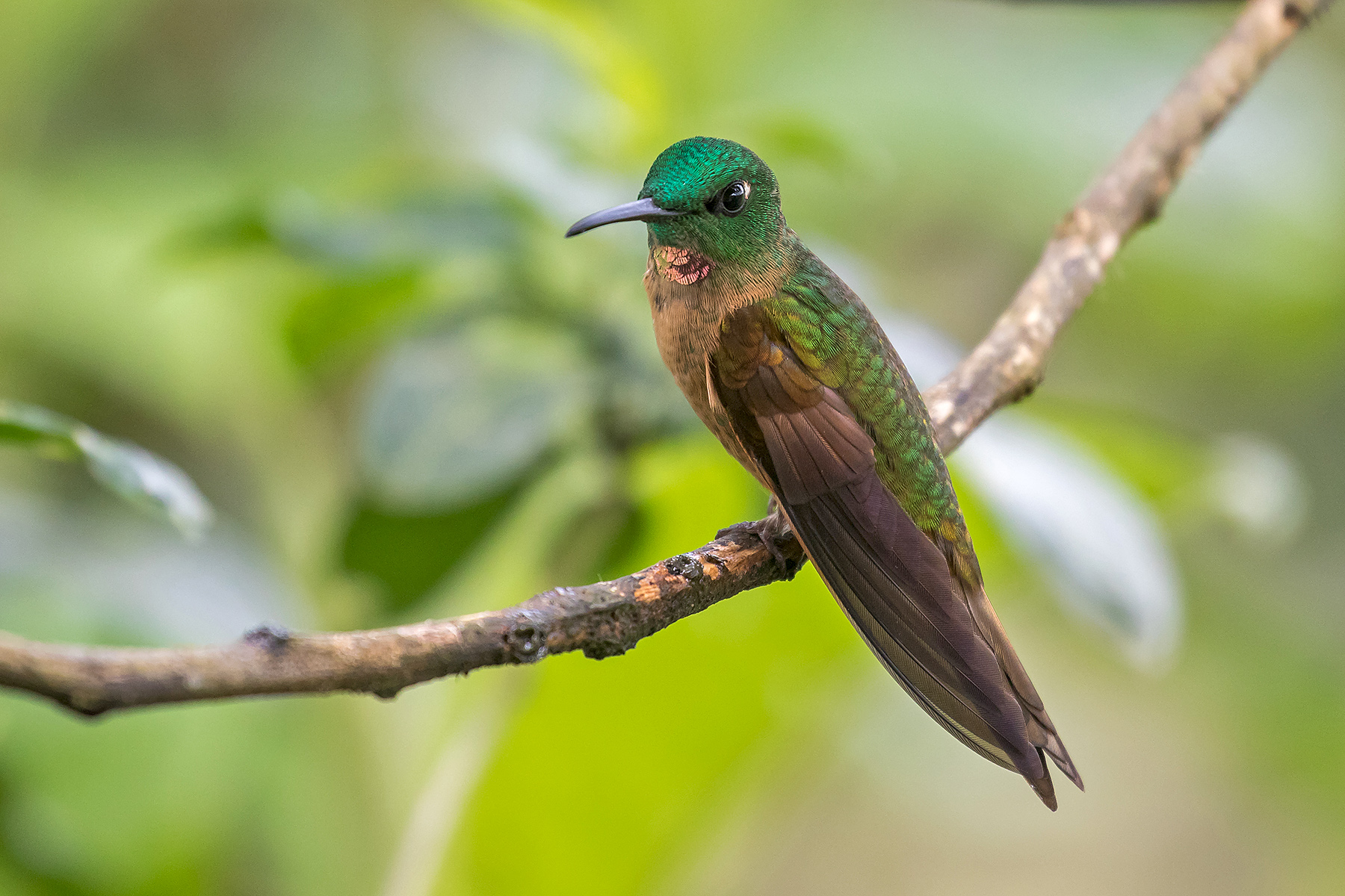 Fawn-breasted Brilliant in Ecuador (image by Pete Morris)