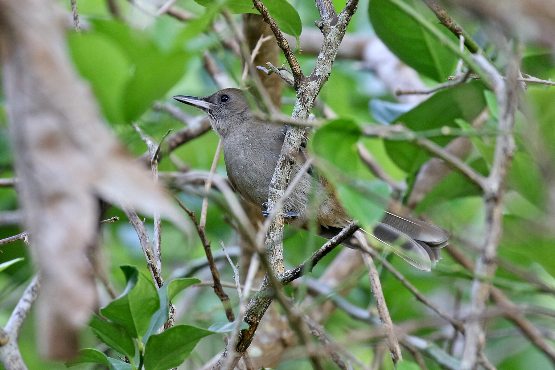 New Caledonia Birding Tours - Fiji - Vanuatu - Samoa - Birdquest