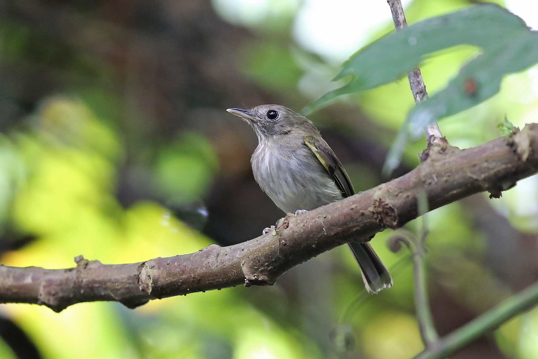 Amazonian Peru Tours - Tambopata & More - Birdquest