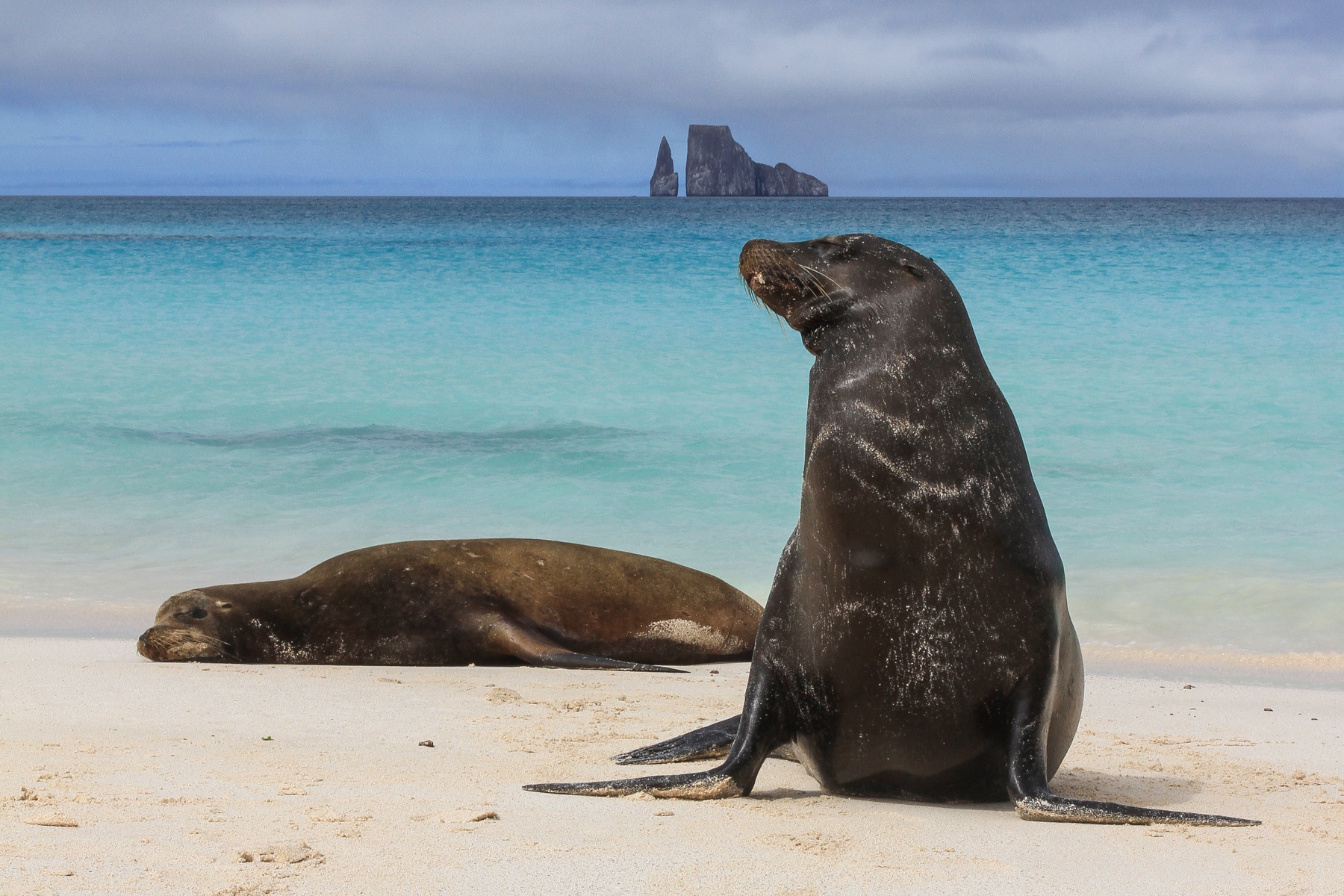 Galapagos Birding Tours - Wildlife - Birdwatching - Birdquest