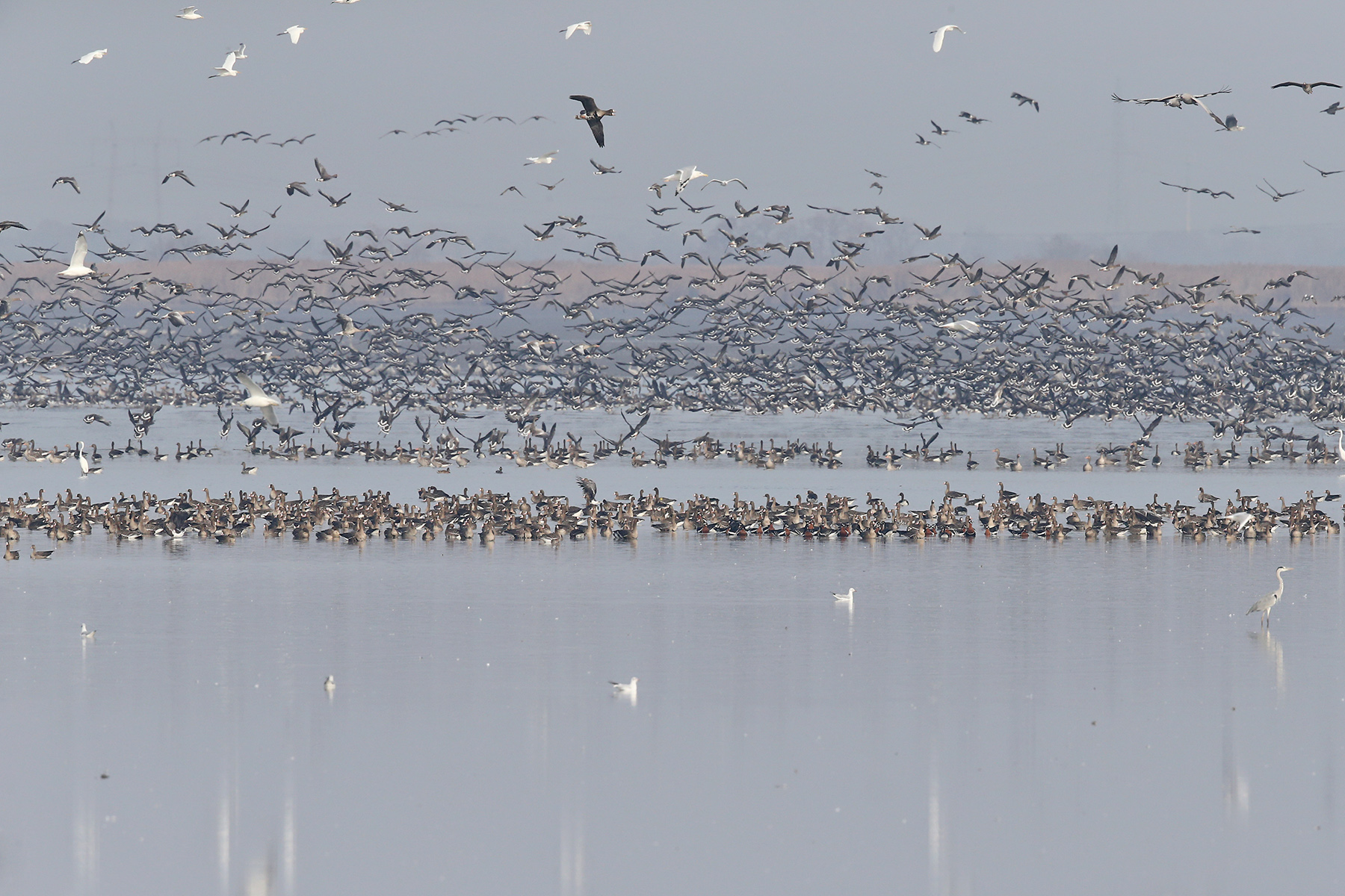 The wild geese on the Hortobágy like to roost in shallow water, for safety (image by János Oláh)
