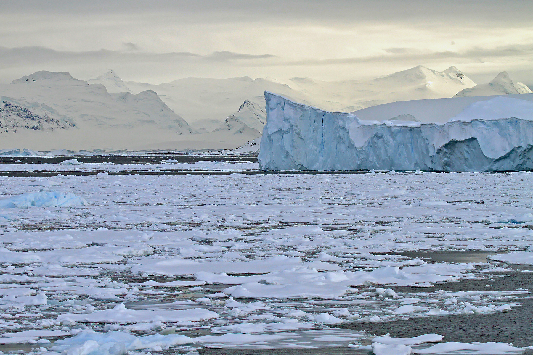 Emperor Penguin Tours - Antarctica - Weddell Sea - Birdquest