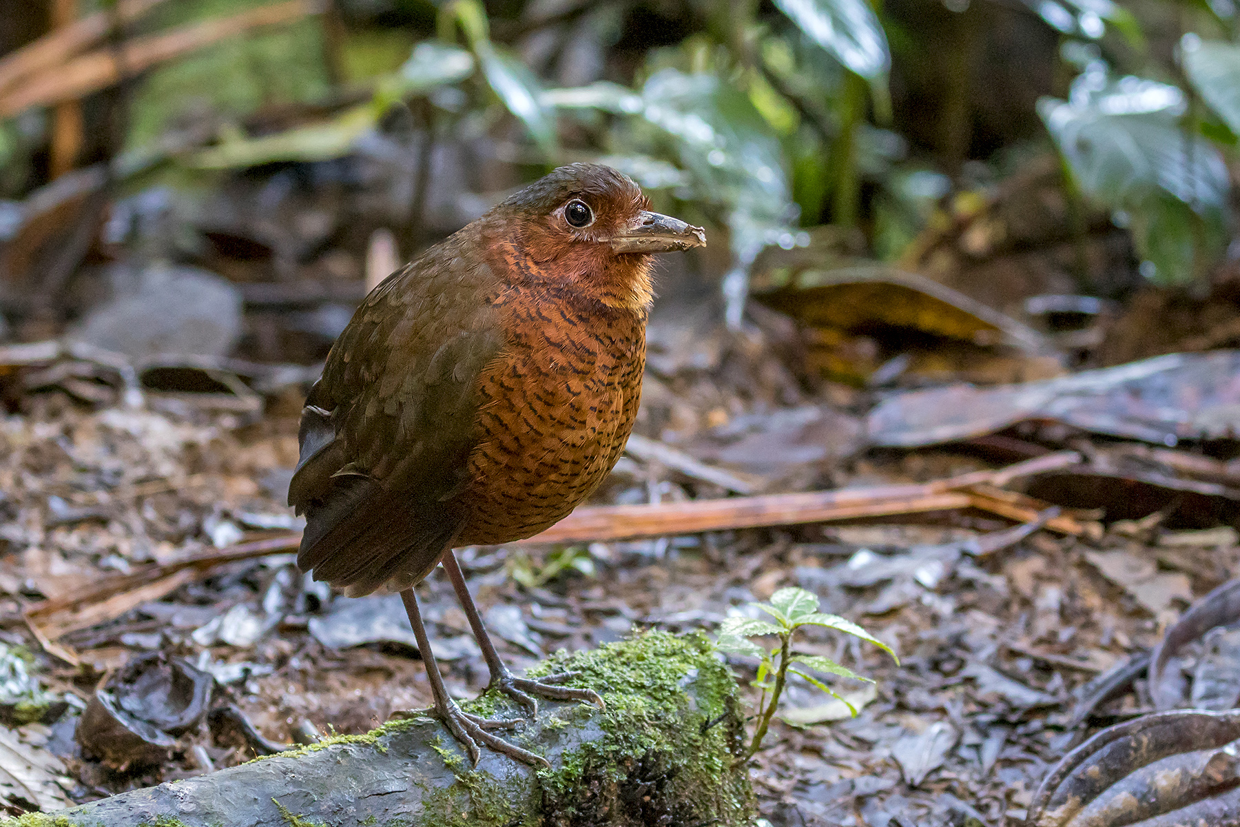 Giant Antpitta (image by Pete Morris)