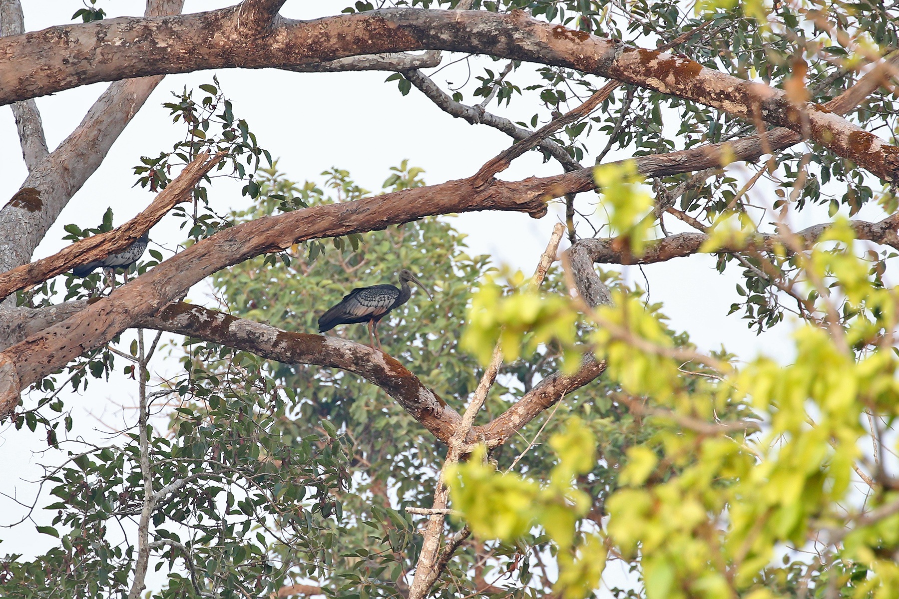 Cambodia Birding Tours - Bird-watching - Birds of Laos - Birdquest