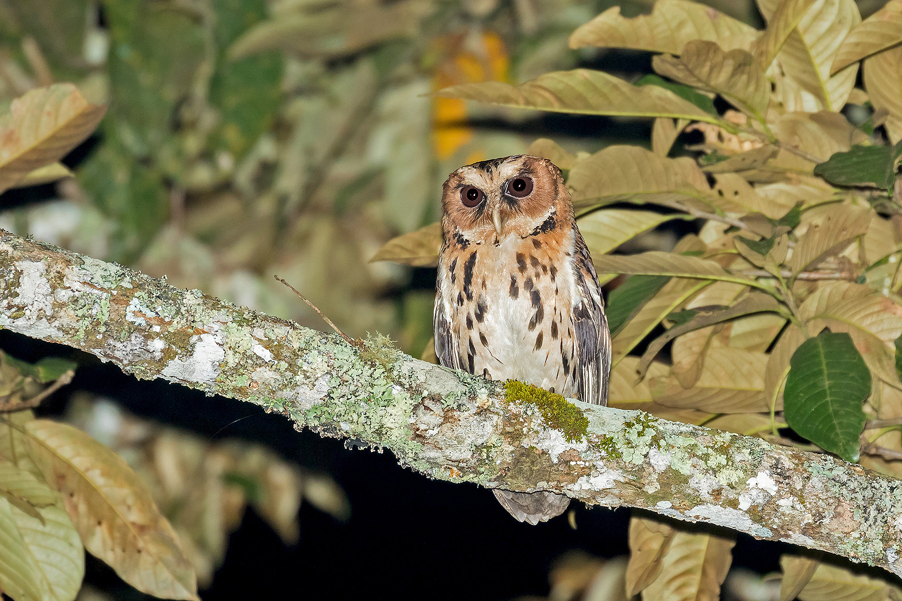 Philippine Scops Owl Look An Endemic Juvenile Philipp - vrogue.co