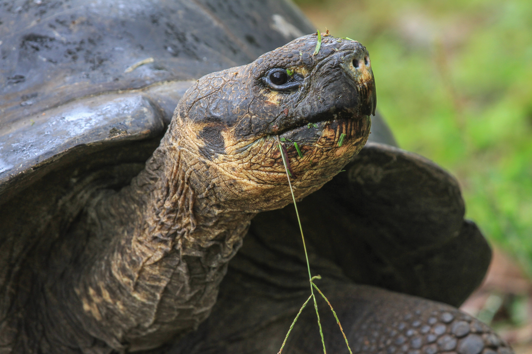 Galapagos Birding Tours - Wildlife - Birdwatching - Birdquest