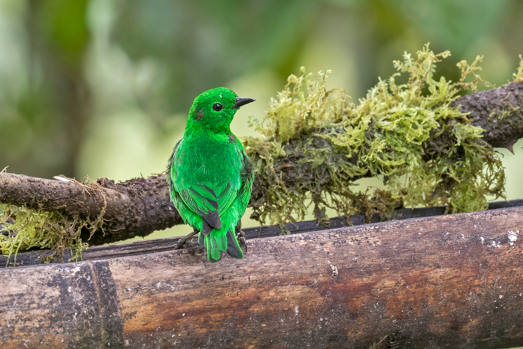 Glistening-green Tanager in Ecuador (image by Pete Morris)