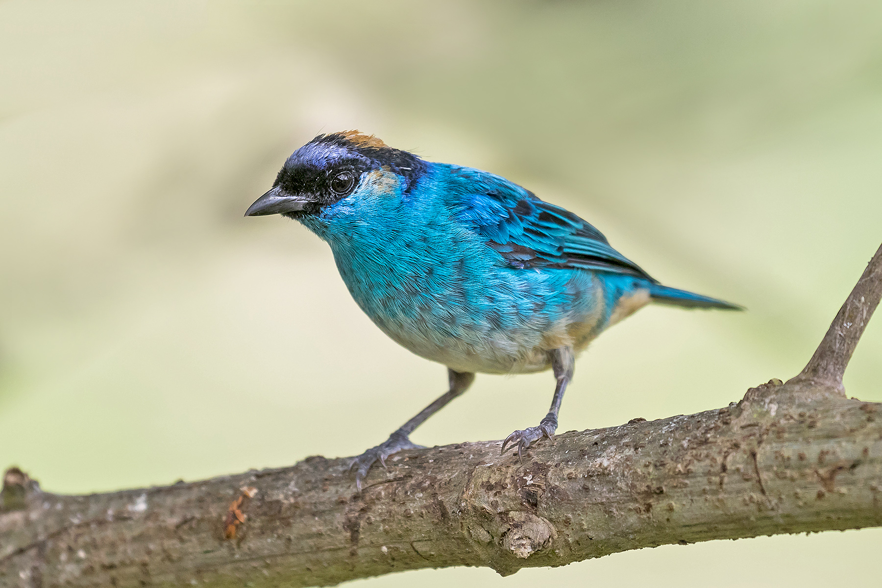 Golden-naped Tanager in Ecuador (image by Pete Morris)