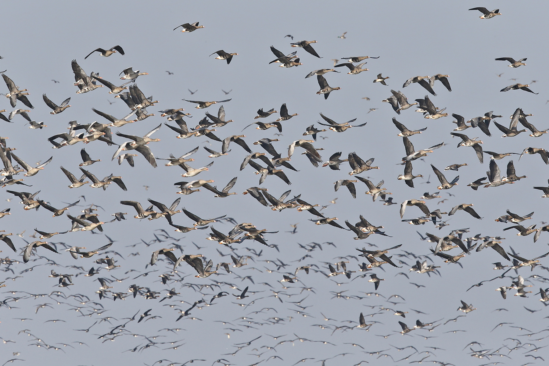 Greater White-fronted Geese in Hungary (image by János Oláh)
