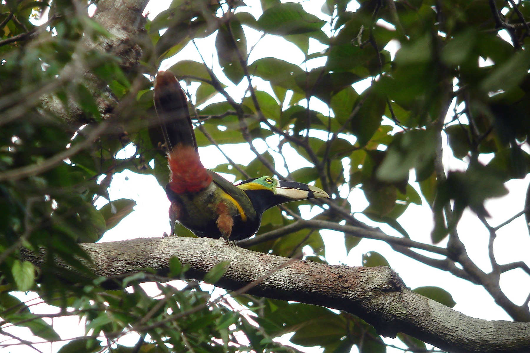 Northeast Brazil Tours - Endemics & Specialities - Birdquest