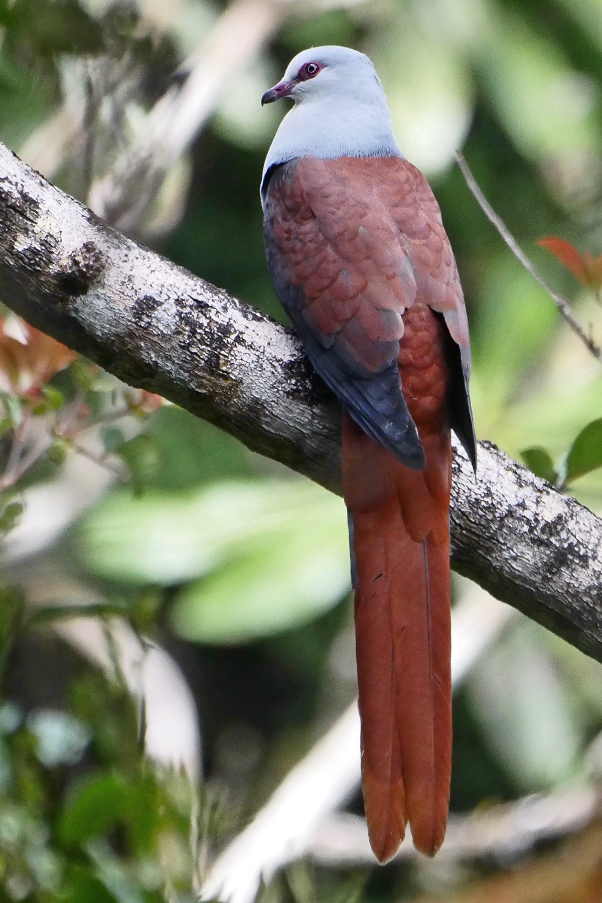 papua-new-guinea-birding-tours-birdwatching-tours-birdquest