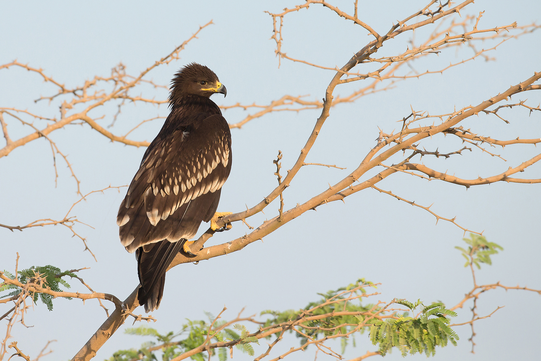 Oman Birding Tours - Bahrain - Bird-watching Holidays - Birdquest