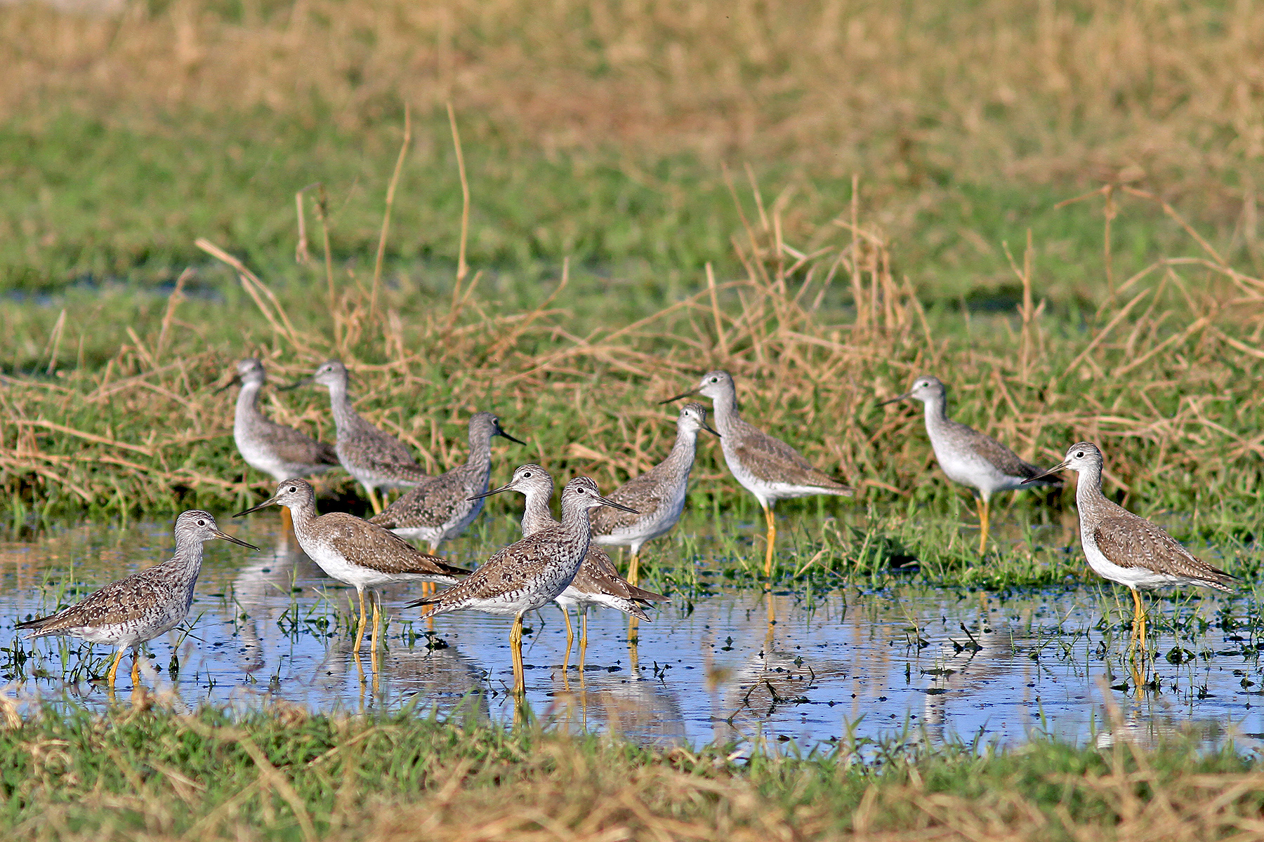 Mexico Birding Tours - Mexico Birdwatching Tours - Birdquest