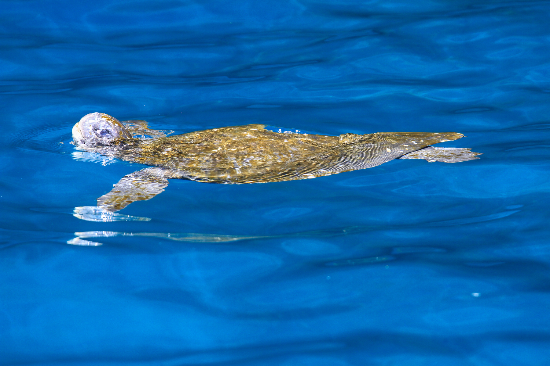 Galapagos Birding Tours - Wildlife - Birdwatching - Birdquest