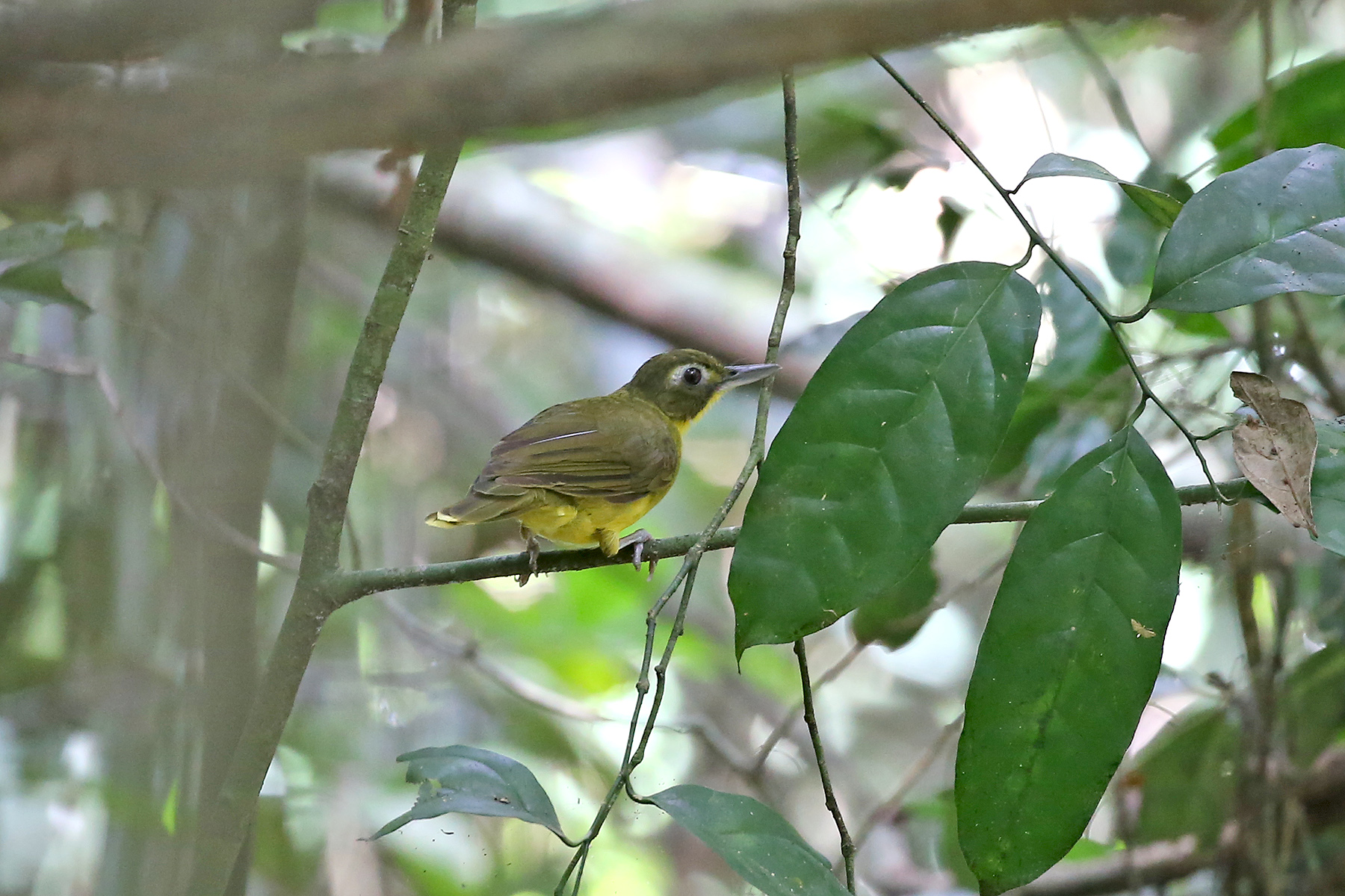 Ghana Birding Tours - Ghana Birdwatching Tours - Birdquest