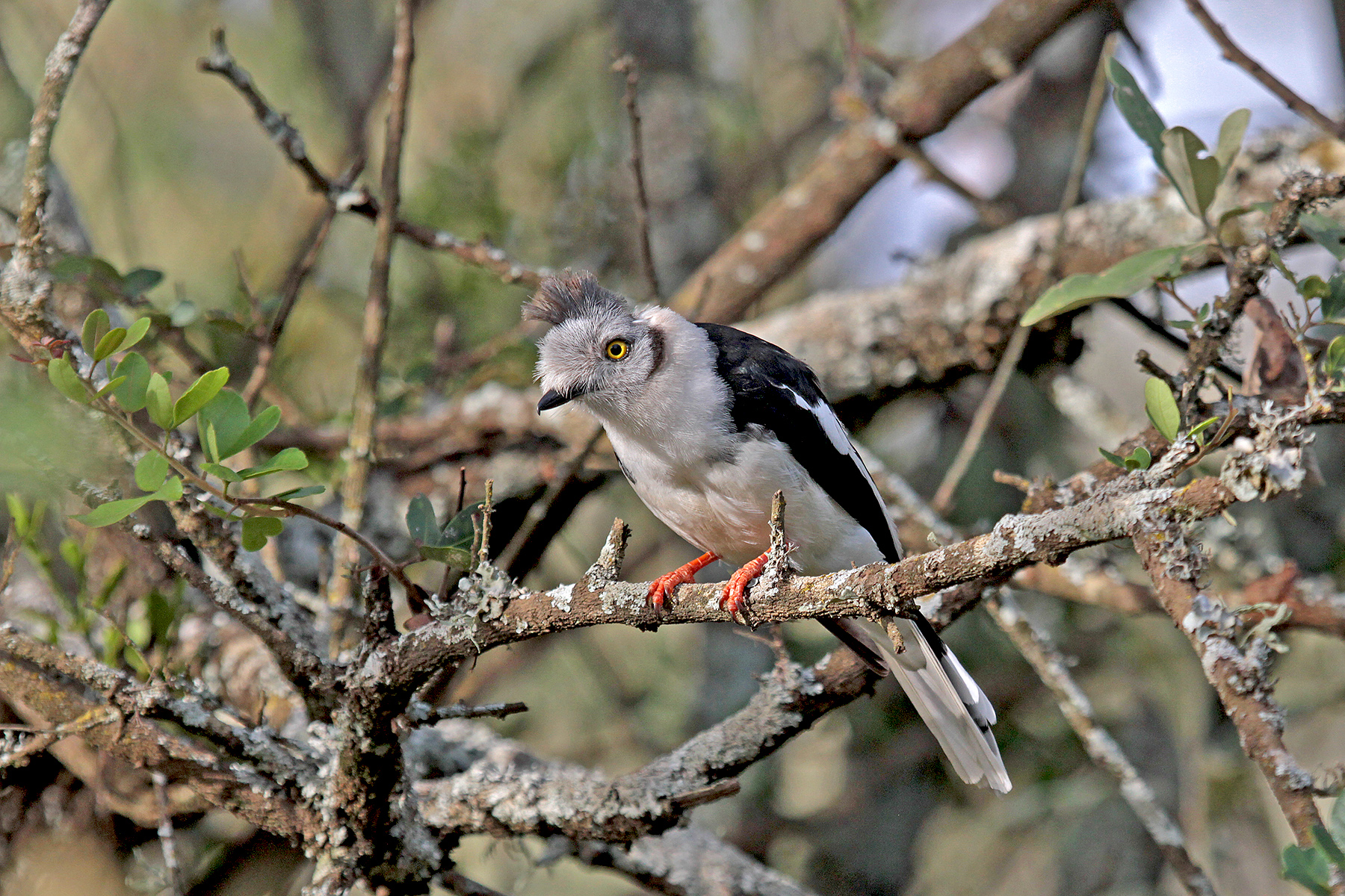 Kenya Birding Tours - Kenya Birdwatching Tours - Birdquest