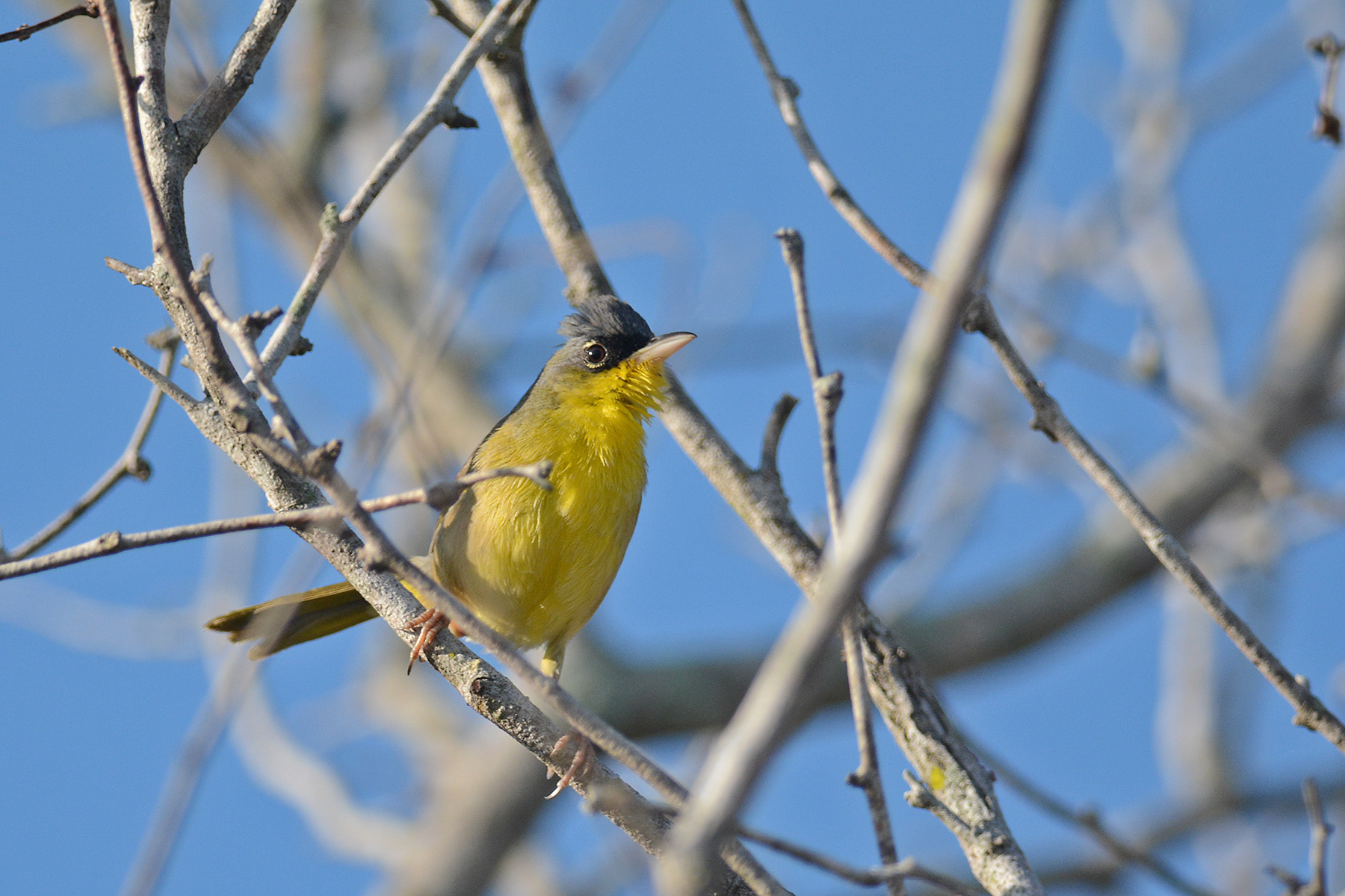 Southeast Mexico Birding Tours - Birdwatching - Yucatan - Birdquest