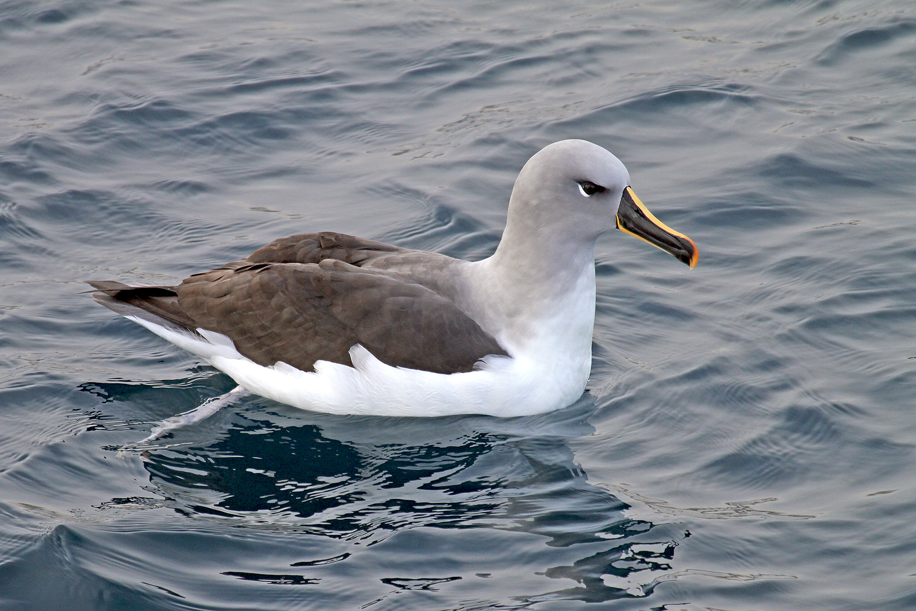 falkland islands birding tours