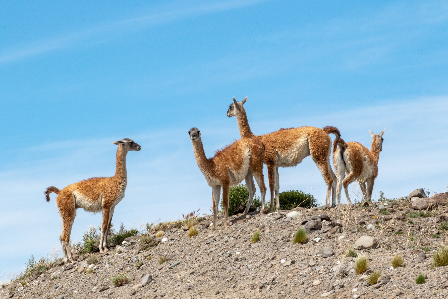 Argentina Birding Tours - Birdwatching Tours - Birdquest