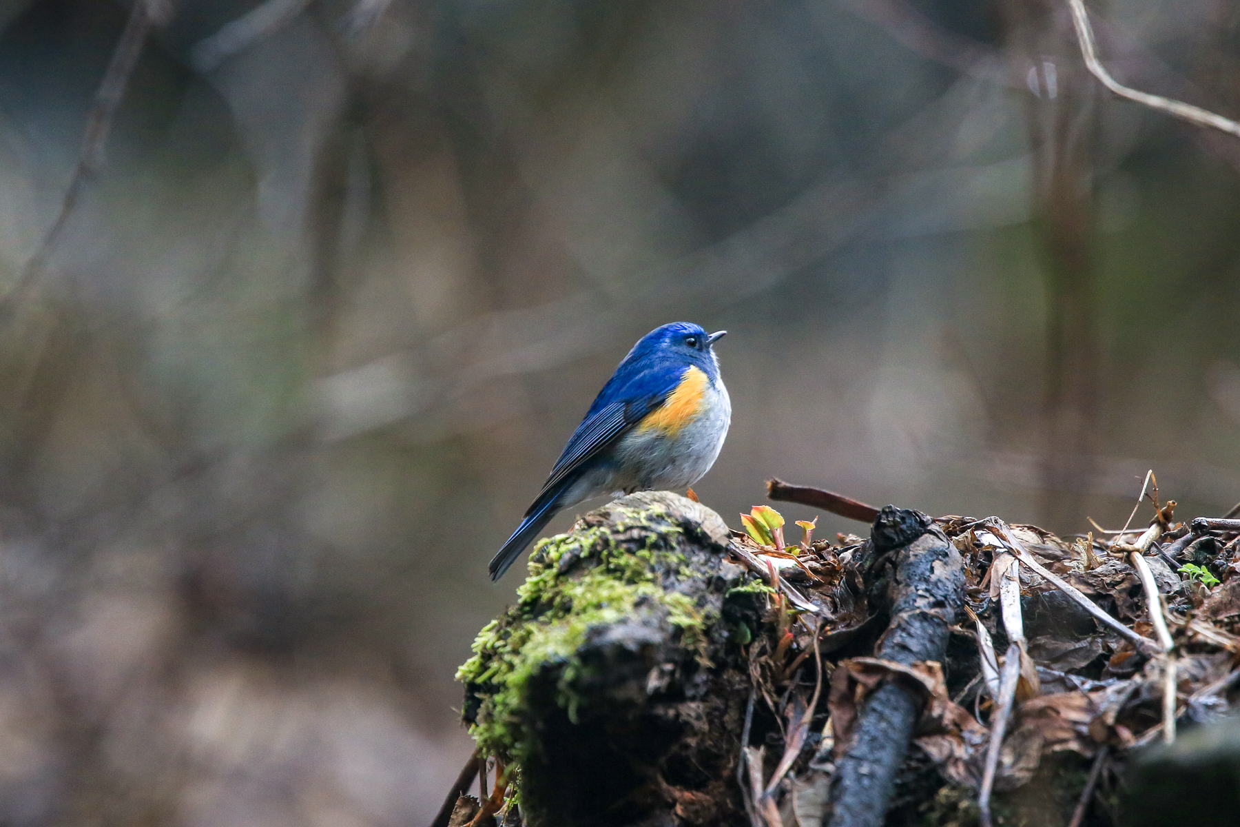 Red-flanked bluetail: A Jewel among Winter Thrushes