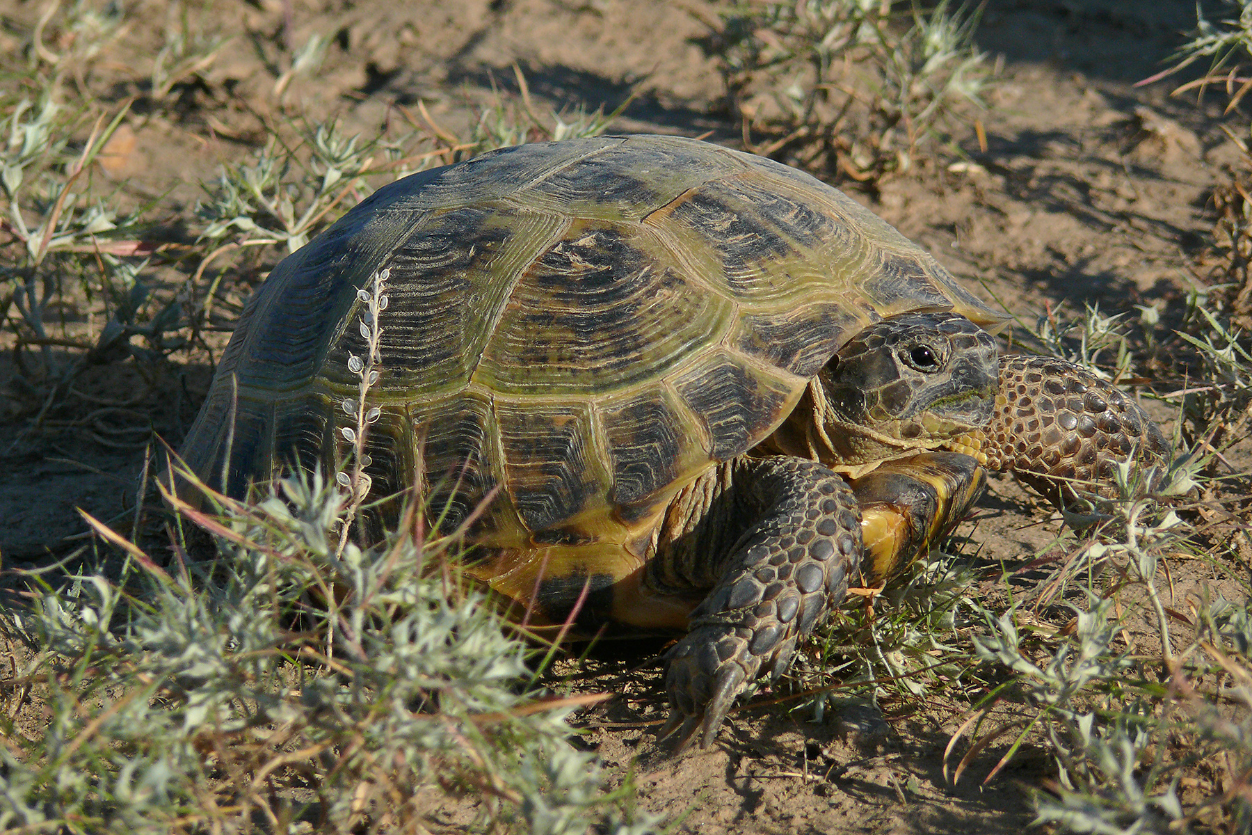 Kazakhstan Birding Tours - Uzbekistan Birding Tours - Birdquest