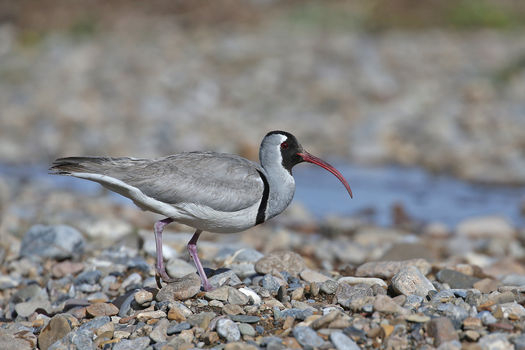 Tibet Birding Tours Tibetan Plateau China Birdwatching