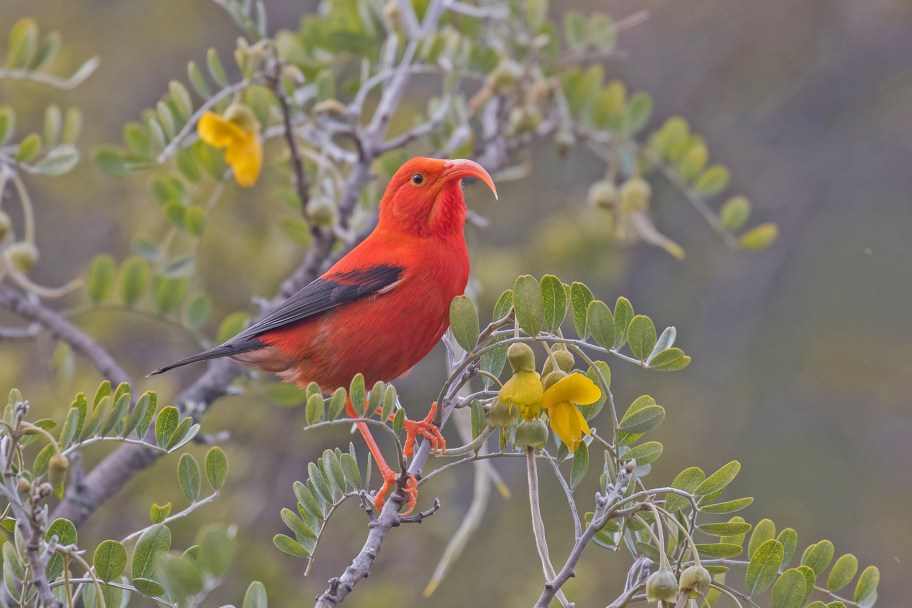 birding tours big island hawaii
