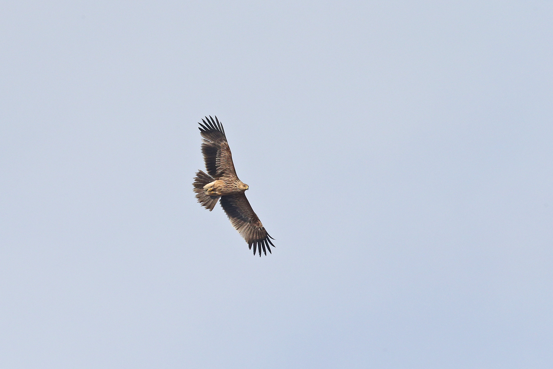 Eastern Imperial Eagle in Hungary (image by János Oláh)
