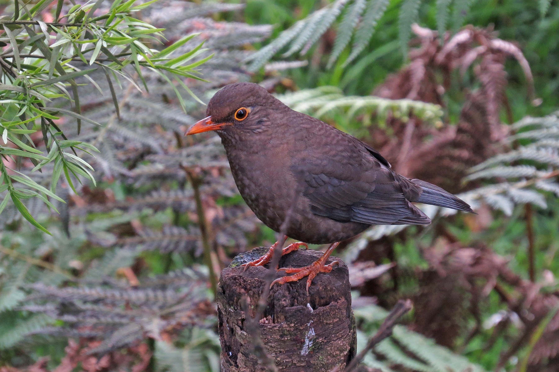 South India Birding Tours Andamans Birdwatching Tours Birdquest 4497