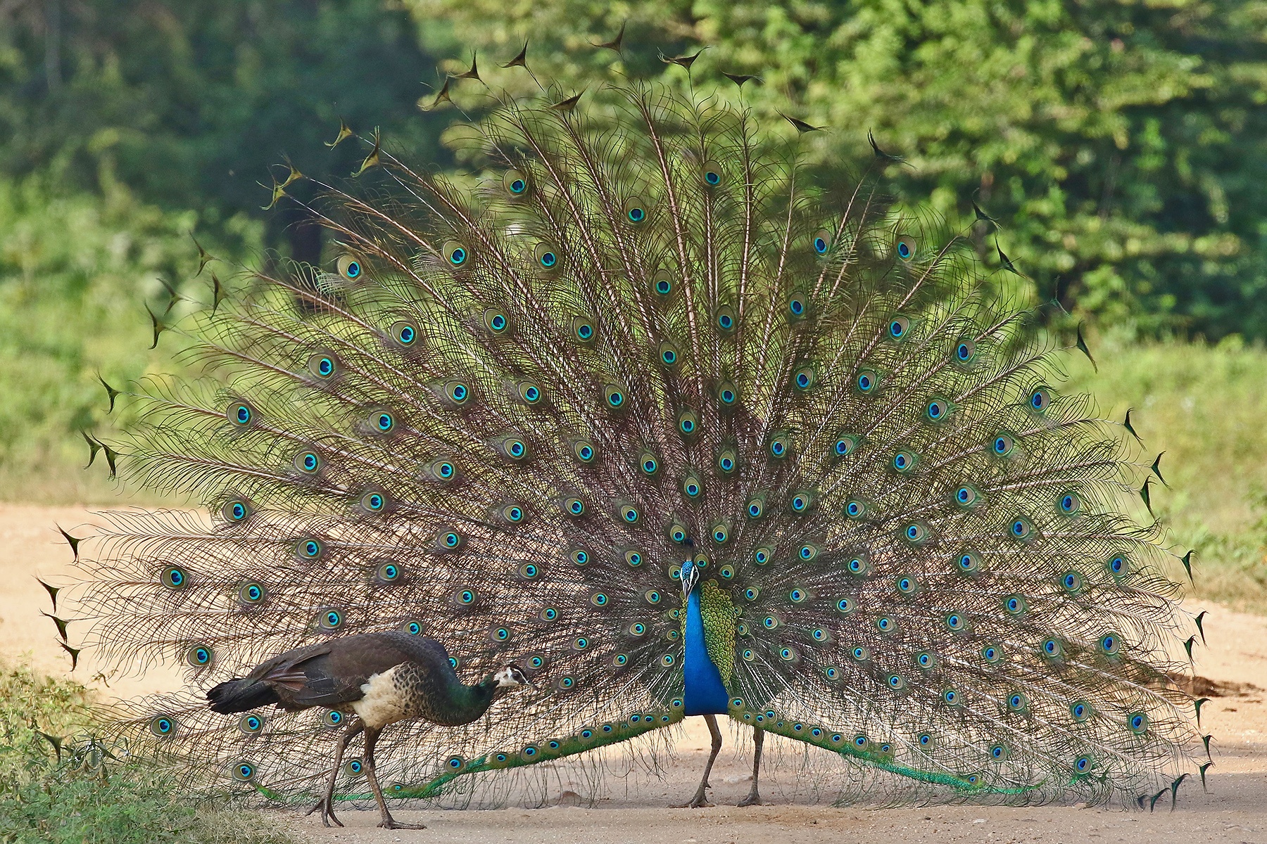 South India Birding Tours Andamans Birdwatching Birdquest 2482