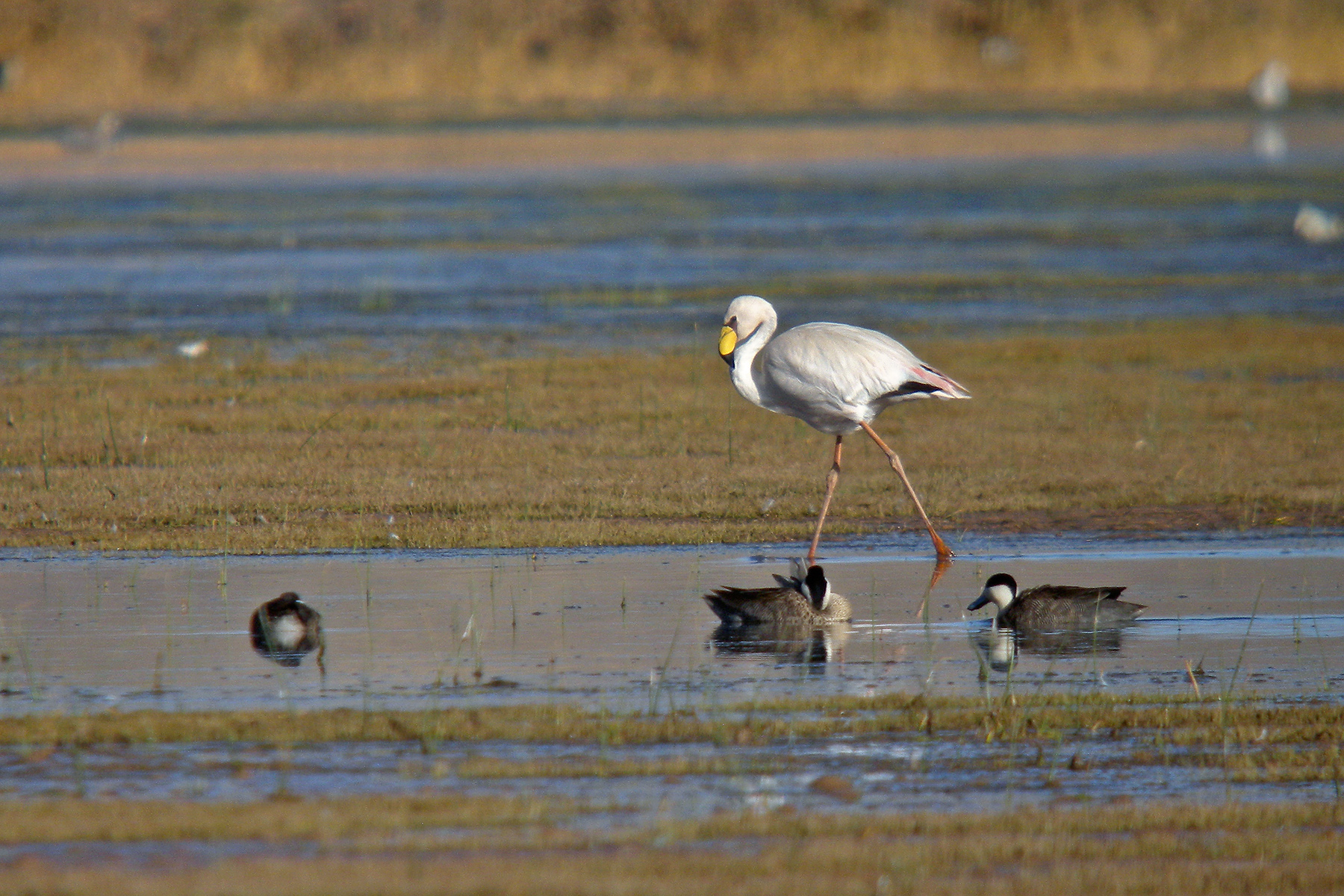 Bolivia Birding Tours - Bolivia Birdwatching Tours - Birdquest