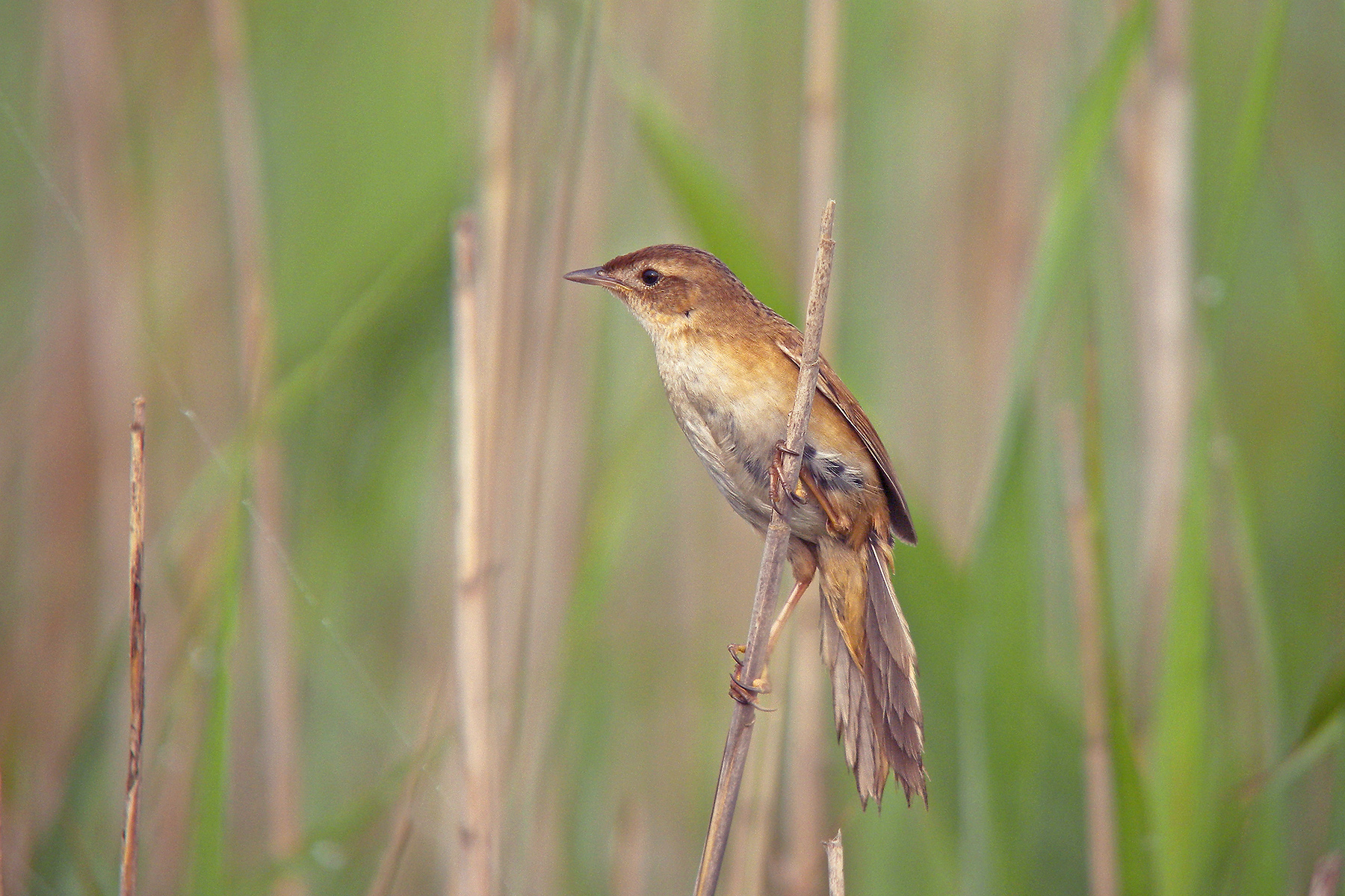 Japan Birding Tours - Japan Birdwatching Tours - Birdquest