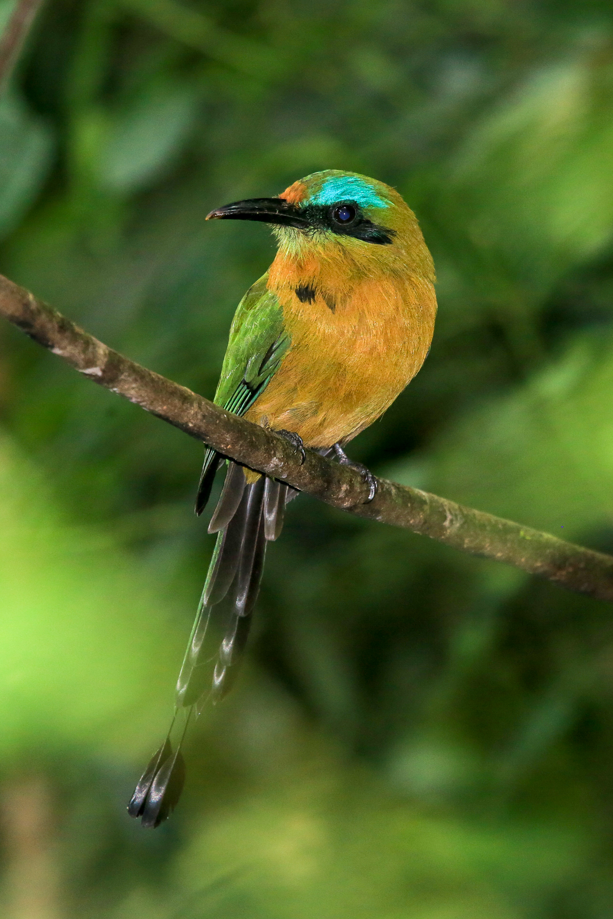 Honduras Birding Tours - Birdwatching - Birds of Honduras - Birdquest