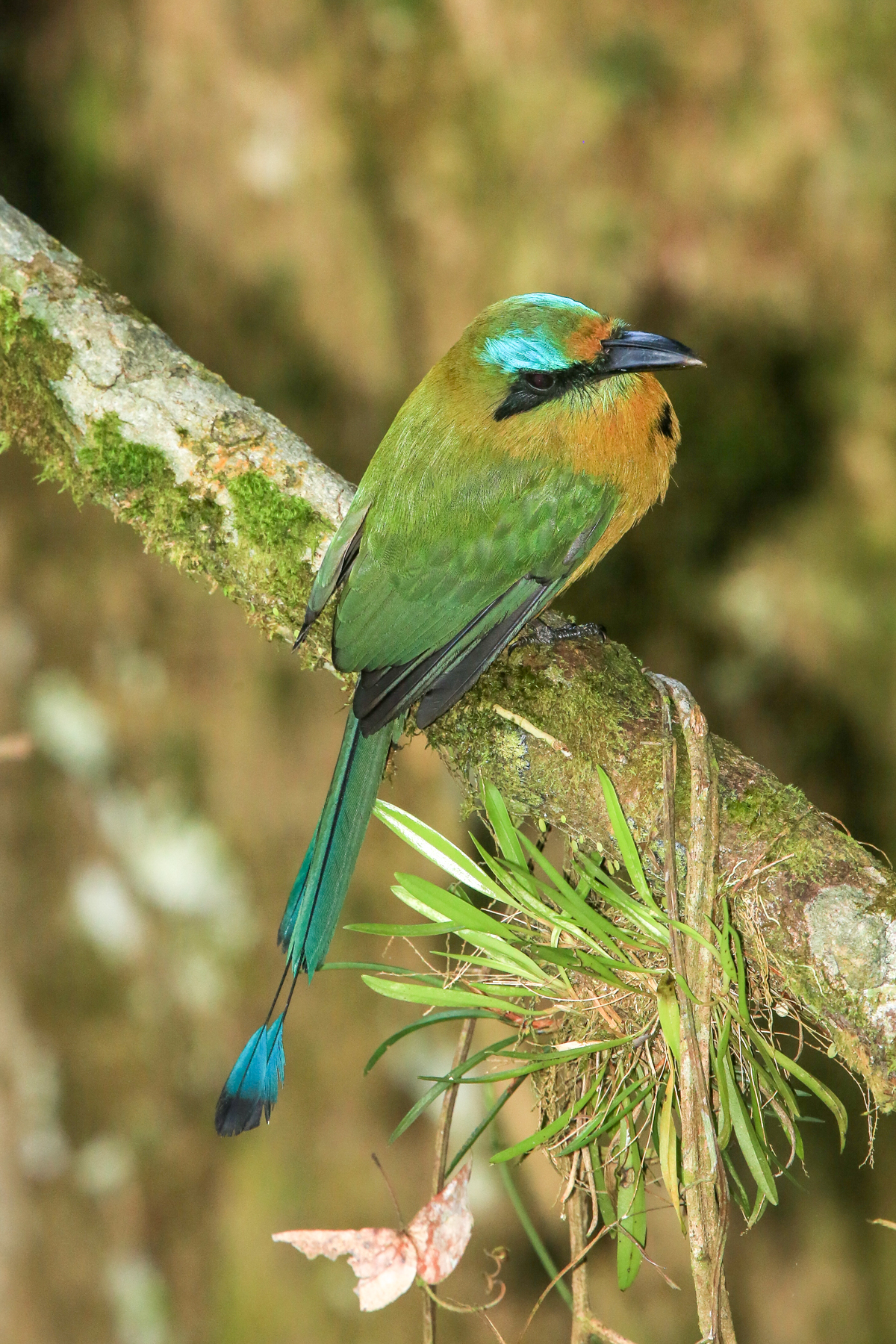 Guatemala Birding Tours - Honduras Birding Tours - Birdquest