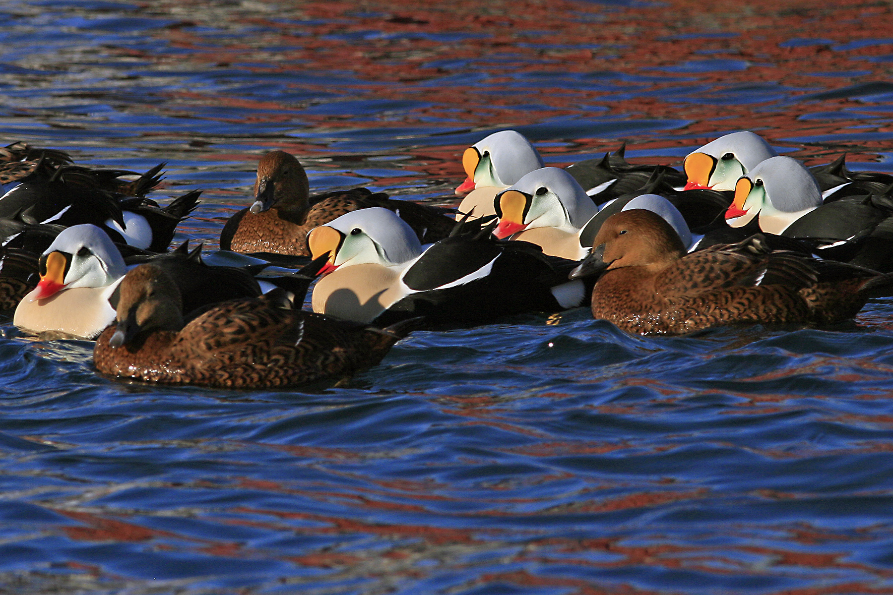 finland-birding-tours-birdwatching-birds-of-finland-birdquest