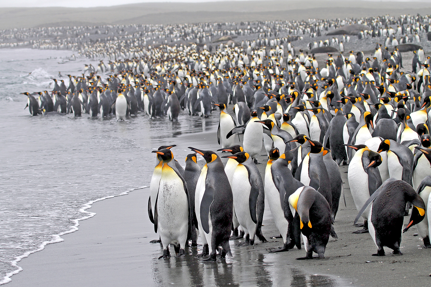 falkland islands birding tours