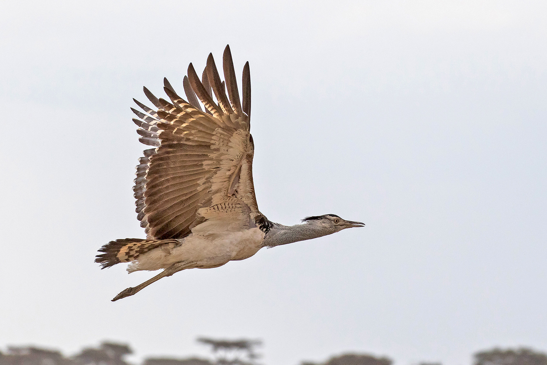 Tazania Birding Tours Tanzania Birdwatching Tours Birdquest - 