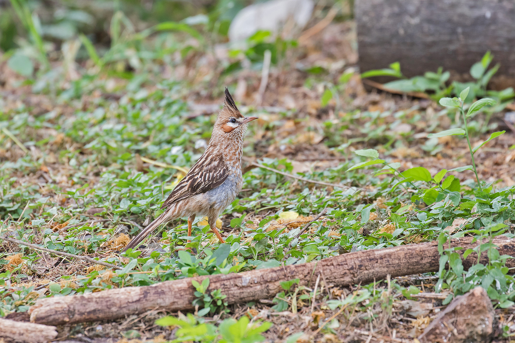 Paraguay Birding Tours - Paraguay Birdwatching Tours - Birdquest