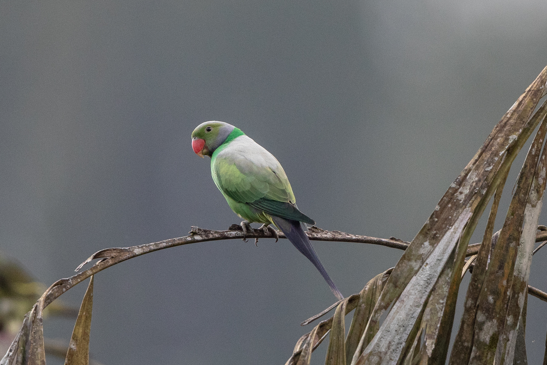 Sri Lanka Birding Tours Bird Watching Birds Of Sri Lanka Birdquest